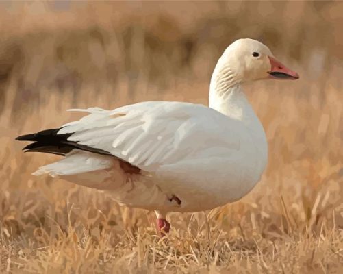 Aeshetic Snow Goose paint by number