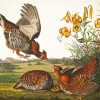 Audubon Birds paint by number