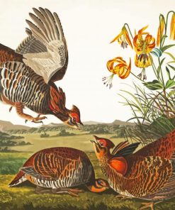 Audubon Birds paint by number