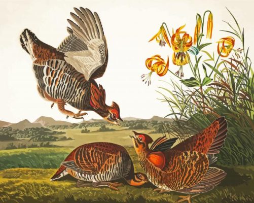 Audubon Birds paint by number