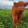 Baby Brown Cow In Farm paint by number