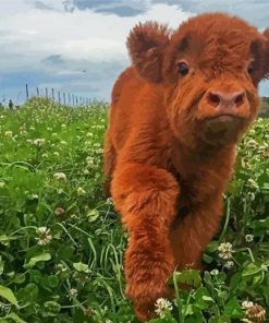 Baby Brown Cow In Farm paint by number