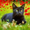 Black Cat With Red Poppy Flowers paint by number