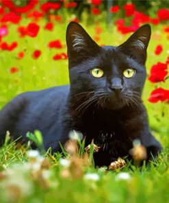 Black Cat With Red Poppy Flowers paint by number