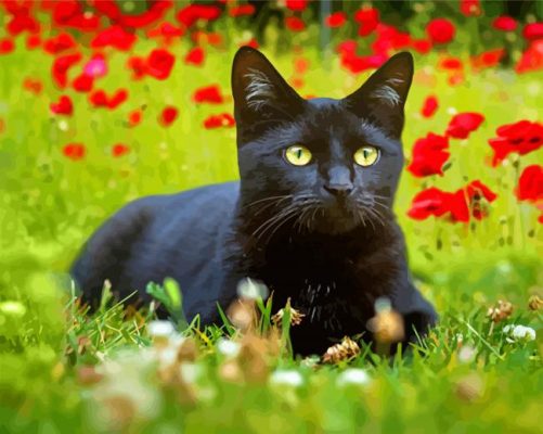 Black Cat With Red Poppy Flowers paint by number