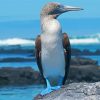 Blue Footed Boobie paint by number