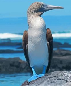 Blue Footed Boobie paint by number