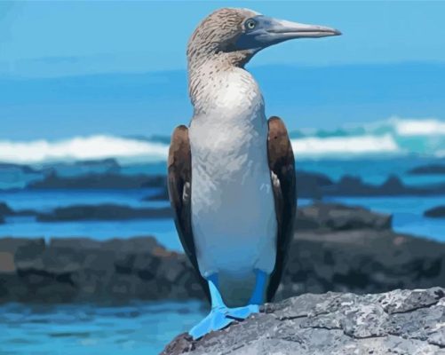 Blue Footed Boobie paint by number