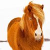 Brown Icelandic Horse paint by number