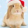 Bunny Christmas paint by number