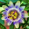 Cool Blue Passion Flower paint by number