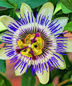 Cool Blue Passion Flower paint by number