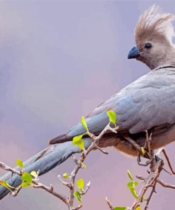 Cool Gray Catbird Paint by number