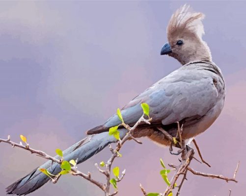 Cool Gray Catbird Paint by number