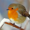 Cool Winter Robin paint by number