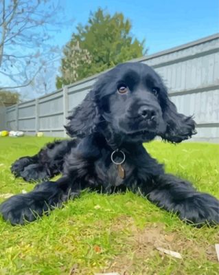 Cute Black Cocker Spaniel paint by number