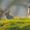 Cute Three Bunnies paint by number