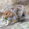 Cute American Pika paint by number