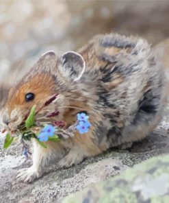 Cute American Pika paint by number