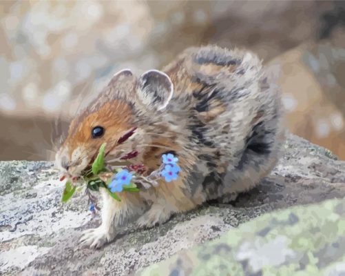 Cute American Pika paint by number