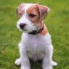 Cute Bichon Jack Russell paint by number