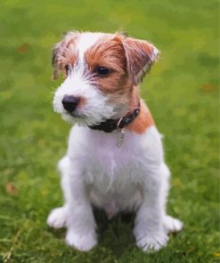 Cute Bichon Jack Russell paint by number