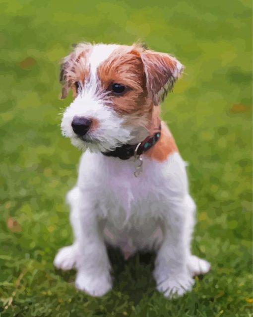 Cute Bichon Jack Russell paint by number