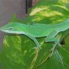 Green Anole Lizard Paint by number