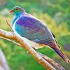 Kereru Bird On A Branch Paint by number