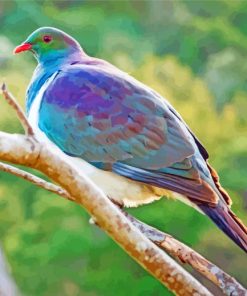 Kereru Bird On A Branch Paint by number