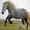 Percheron Horse Animal Paint by number