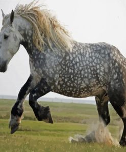 Percheron Horse Animal Paint by number