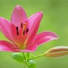 pink lily flowering plant paint by number