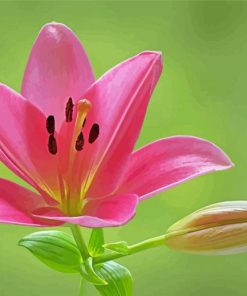 pink lily flowering plant paint by number