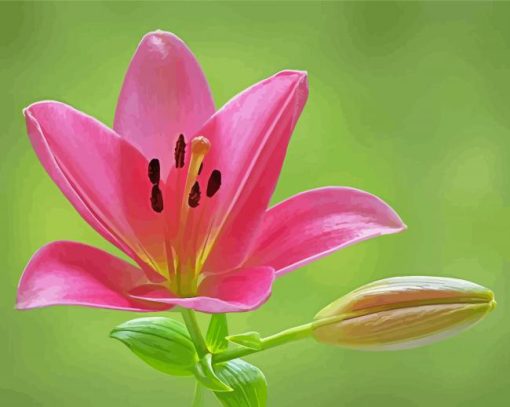 pink lily flowering plant paint by number