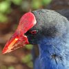 Pukeko Head paint by number