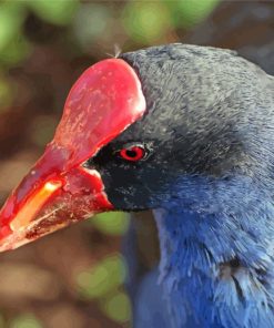 Pukeko Head paint by number