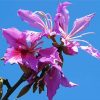 Purple Bauhinia Variegata paint by number