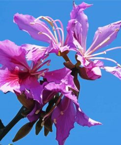 Purple Bauhinia Variegata paint by number