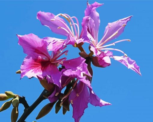 Purple Bauhinia Variegata paint by number