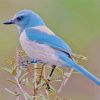 Scrub Jay Bird paint by number