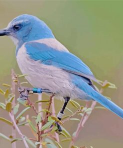 Scrub Jay Bird paint by number