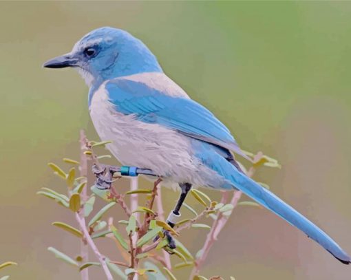 Scrub Jay Bird paint by number