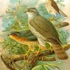 Sparrowhawk Birds paint by number