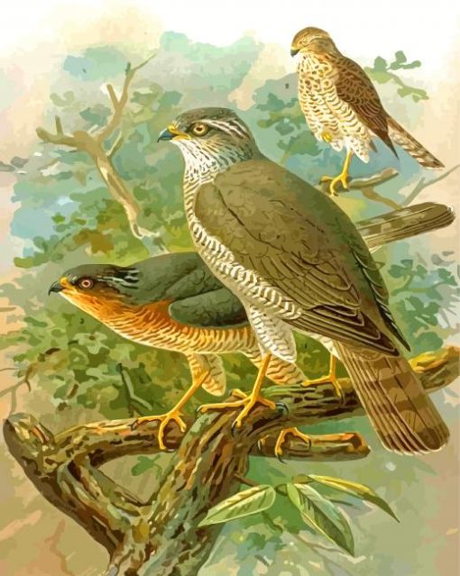 Sparrowhawk Birds paint by number