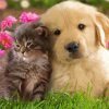 Tabby Kitten And Golden Spaniel Puppy Friends paint by number