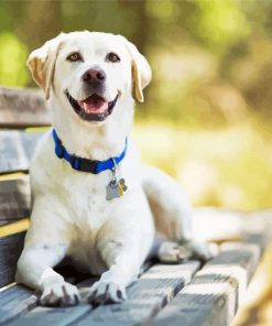 White Dog On Bench paint by number