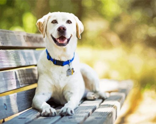 White Dog On Bench paint by number