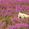 White Bear In Lavender Field paint by number