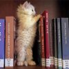 White Kitten Library paint by number